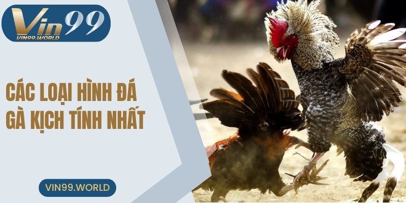 Điểm danh những loại hình thi đấu đặc sắc nhất