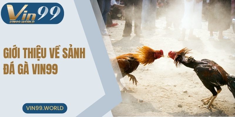 Giới thiệu về đá gà VIN99